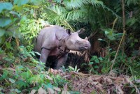 Seekor badak Jawa tewas ditembak oleh seorang pemburu Sunendi di kawasan Taman Nasional Ujung Kulon (TNUK), Kabupaten Pandeglang, Banten. Cula badak kemudian dijual Rp280 juta ke pembeli di Jakarta. Ilustrasi. [iStock/Tobias Nowlan]