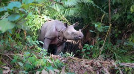 Seekor badak Jawa tewas ditembak oleh seorang pemburu Sunendi di kawasan Taman Nasional Ujung Kulon (TNUK), Kabupaten Pandeglang, Banten. Cula badak kemudian dijual Rp280 juta ke pembeli di Jakarta. Ilustrasi. [iStock/Tobias Nowlan]