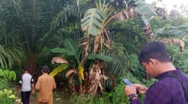 WRU SKW I Ketapang melakukan groundcheck di lokasi munculnya orangnya di kawasan tersebut. [ANTARA/BKSDA Kalbar]