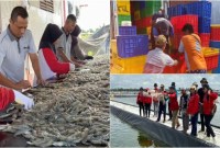 Rangkaian panen parsial di kawasan klaster tambak udang vaname di pesisir Sukamara, Kalteng pada Mei 2024. [ANTARA/HO-Dislutkan Kalteng]