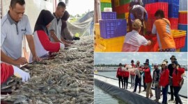 Rangkaian panen parsial di kawasan klaster tambak udang vaname di pesisir Sukamara, Kalteng pada Mei 2024. [ANTARA/HO-Dislutkan Kalteng]