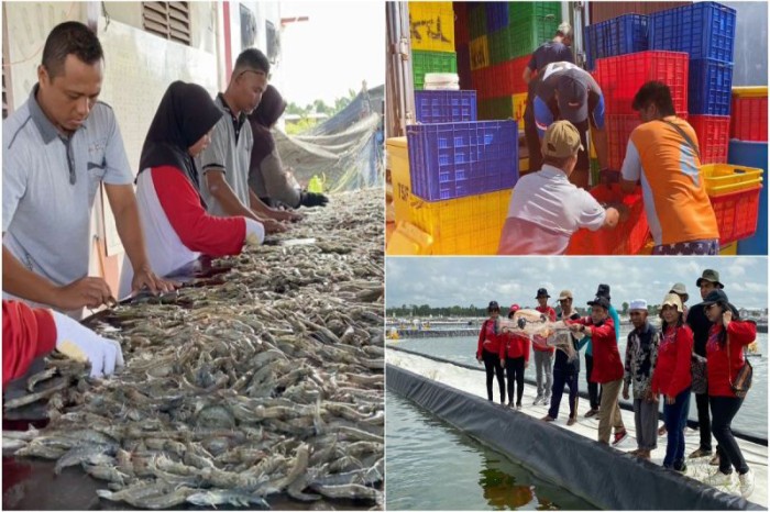 Rangkaian panen parsial di kawasan klaster tambak udang vaname di pesisir Sukamara, Kalteng pada Mei 2024. [ANTARA/HO-Dislutkan Kalteng]