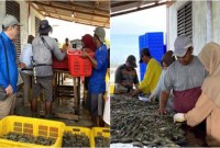 Panen parsial udang vaname di kawasan Shrimp Estate BERKAH Kabupaten Sukamara, Rabu (29/5/2024). [ANTARA/HO-Dislutkan Kalteng]