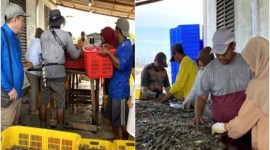 Panen parsial udang vaname di kawasan Shrimp Estate BERKAH Kabupaten Sukamara, Rabu (29/5/2024). [ANTARA/HO-Dislutkan Kalteng]