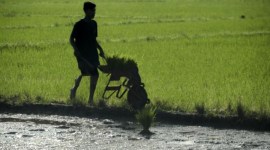 Foto Ilustrasi - Petani mengangkut bibit padi untuk ditanam di lahan sawah. [ANTARA/Wahdi S]