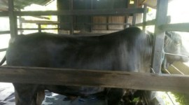 Petruk, sapi limosin di Kaltim yang pernah dibeli Presiden Jokowi sebagai sapi kurban. [ANTARA/Ghofar]