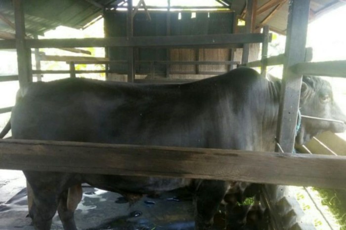 Petruk, sapi limosin di Kaltim yang pernah dibeli Presiden Jokowi sebagai sapi kurban. [ANTARA/Ghofar]