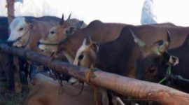 Sapi-sapi yang ada di RPH Basirih Banjarmasin. [ANTARA/HO/Iat]