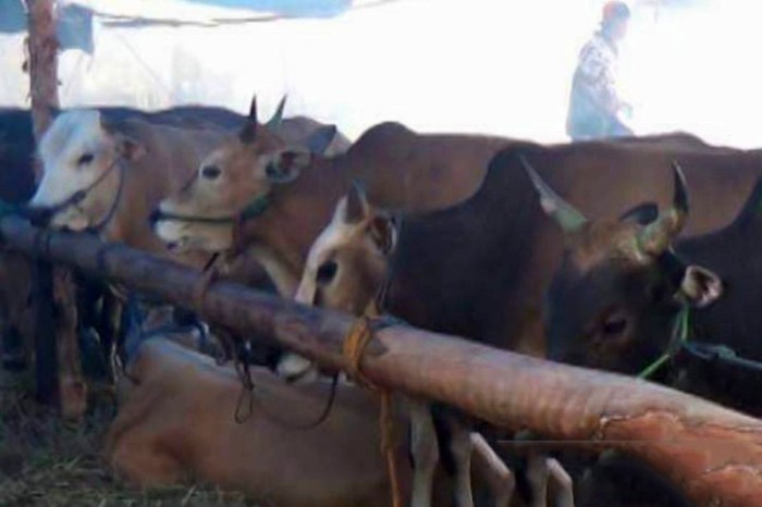 Sapi-sapi yang ada di RPH Basirih Banjarmasin. [ANTARA/HO/Iat]