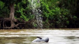 Seekor Pesut Mahakam berenang di bagian tengah Sungai Mahakam. [ANTARA/HO-Diskominfo Kutai Kartanegara]