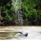 Seekor Pesut Mahakam berenang di bagian tengah Sungai Mahakam. [ANTARA/HO-Diskominfo Kutai Kartanegara]