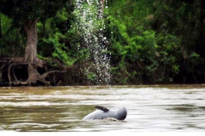 Seekor Pesut Mahakam berenang di bagian tengah Sungai Mahakam. [ANTARA/HO-Diskominfo Kutai Kartanegara]