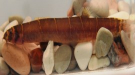 Atuk sembelung (pangio alternans), ikan endemik Kalimantan terancam punah yang ditemukan oleh peneliti di Kabupaten Berau, Kaltim. [Antara/HO-UGM]