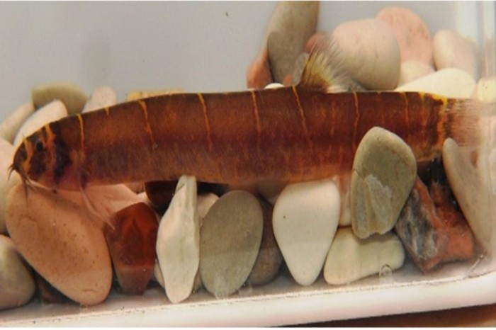 Atuk sembelung (pangio alternans), ikan endemik Kalimantan terancam punah yang ditemukan oleh peneliti di Kabupaten Berau, Kaltim. [Antara/HO-UGM]