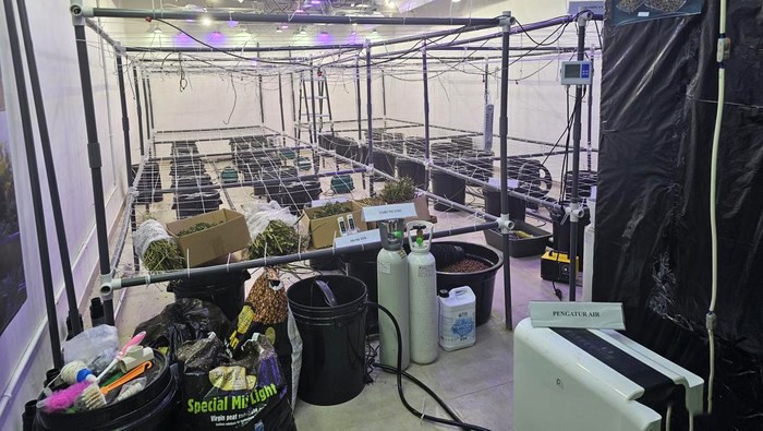 
Bareskrim Polri mengungkap laboratorium ganja hidroponik dan mephedrone yang diproduksi WN Ukrania dan Rusia di vila di Kawasan Canggu, Badung, Bali. [detikcom/Mei Amelia]