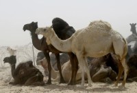 Kemenkes meminta agar jamaah haji asal Indonesia menghindari kontak dengan unta untuk mencegah penularan Virus Middle East Respiratory Syndrome Corona Virus (MERS-CoV). [AFP Photo/Stringer]