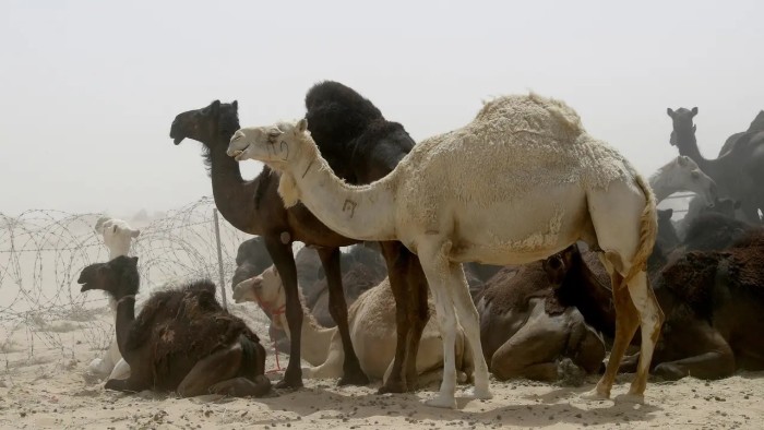 Kemenkes meminta agar jamaah haji asal Indonesia menghindari kontak dengan unta untuk mencegah penularan Virus Middle East Respiratory Syndrome Corona Virus (MERS-CoV). [AFP Photo/Stringer]