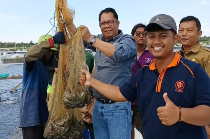 Kepala Dislutkan Kalteng Darlianjah turut serta dalam panen parsial kelima pada Shrimp Estate Berkah di Sukamara, Sabtu (11/5/2024) bulan lalu. [ANTARA/HO-Dislutkan Kalteng]
