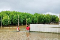 Pembuatan pagar kepiting pada ekosistem mangrove di Desa Teluk Bogam Kecamatan Kumai Kabupaten Kotawaringin Barat, Minggu (23/6/2024). [ANTARA/HO-Dislutkan Kalteng]