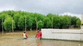 Pembuatan pagar kepiting pada ekosistem mangrove di Desa Teluk Bogam Kecamatan Kumai Kabupaten Kotawaringin Barat, Minggu (23/6/2024). [ANTARA/HO-Dislutkan Kalteng]