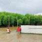 Pembuatan pagar kepiting pada ekosistem mangrove di Desa Teluk Bogam Kecamatan Kumai Kabupaten Kotawaringin Barat, Minggu (23/6/2024). [ANTARA/HO-Dislutkan Kalteng]