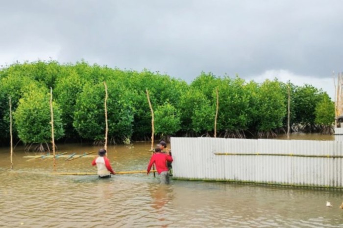 Pembuatan pagar kepiting pada ekosistem mangrove di Desa Teluk Bogam Kecamatan Kumai Kabupaten Kotawaringin Barat, Minggu (23/6/2024). [ANTARA/HO-Dislutkan Kalteng]