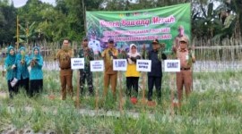 Penjabat Bupati Tabalong Hamida Munawarah saat panen bawang merah di penangkaran Tunas Baru Desa Sei Anyar Kecamatan Banua Lawas, Kalimantan Selatan, Rabu (5/6/2024). [ANTARA/Herlina Lasmianti]