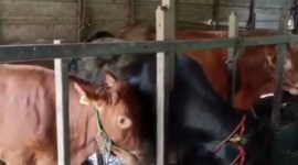 Sapi-sapi kurban yang ditampung di Rumah Potong Hewan (RPH) Kota Banjarmasin untuk hari Raya Idul Adha 1445 H atau 2024. [ANTARA/Sukarli]