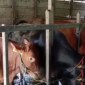 Sapi-sapi kurban yang ditampung di Rumah Potong Hewan (RPH) Kota Banjarmasin untuk hari Raya Idul Adha 1445 H atau 2024. [ANTARA/Sukarli]