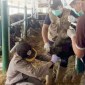 Petugas Karantina Kalsel mengecek kesehatan sapi potong yang masuk melalui Pelabuhan Trisakti Banjarmasin, Rabu (12/6/2024). [ANTARA/Firman]