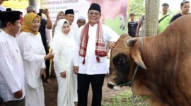 Gubernur Kalsel Sahbirin Noor didampingi istri menyerahkan sapi kurban bantuan kemasyarakatan dari Presiden RI untuk Hari Raya Idul Adha 1445 H di Masjid Agung Al-Karomah Martapura, Kabupaten Banjar, Minggu (16/6/2024). [ANTARA/HO-MC Kalsel]
