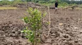 Dinas Kelautan Dan Perikanan Provinsi Kalimantan Selatan menanam bibit mangrove di pesisir Tanah Laut, Kalimantan Selatan, Kamis (20/6/2024). [ANTARA/HO-DKP Kalsel]