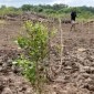 Dinas Kelautan Dan Perikanan Provinsi Kalimantan Selatan menanam bibit mangrove di pesisir Tanah Laut, Kalimantan Selatan, Kamis (20/6/2024). [ANTARA/HO-DKP Kalsel]
