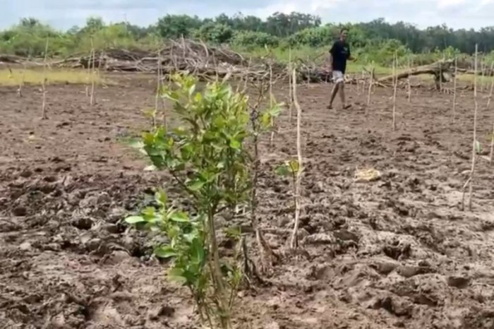Dinas Kelautan Dan Perikanan Provinsi Kalimantan Selatan menanam bibit mangrove di pesisir Tanah Laut, Kalimantan Selatan, Kamis (20/6/2024). [ANTARA/HO-DKP Kalsel]