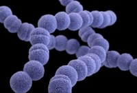 Foto Ilustrasi -- Per-2 Juni, ada 977 kasus streptococcal toxic shock syndrome (STSS) di Jepang dengan kematian mencapai 77 orang. [www.cdc.gov]