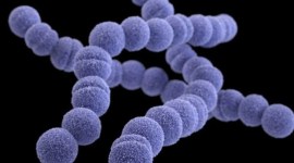 Foto Ilustrasi -- Per-2 Juni, ada 977 kasus streptococcal toxic shock syndrome (STSS) di Jepang dengan kematian mencapai 77 orang. [www.cdc.gov]