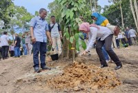 Foto Ilustrasi -- Bupati Bulungan, Syarwani Ikiri) bersama Sekretaris Deputi Pemanfaatan Riset dan Inovasi BRIN, Lindawati Wardani (kiri) menanam bibit 