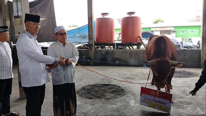 Sapi Limousine untuk kurban dari Kapolri, Jenderal Listyo Sigit Prabowo dan dari Kapolda Kalsel, Irjen Pol Winarto, diserahkan ke Sekumpul Martapura, Minggu (16/6/2024) (SuarIndonesia/Ist