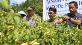 Staf Ahli Bidang Hukum, Kebangsaan, dan Pemerintahan Setprov Kaltara Roby Yuridi Hatman melalukan panen cabai di Desa Salimbatu, Kecamatan. Tanjung Palas Tengah, Kabupaten Bulungan bersama jajaran BI Kaltara, dan instansi lainnya, Kamis (20/6/2024) kemarin. [ANTARA/HO-DKISP Kaltara]
