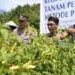 Staf Ahli Bidang Hukum, Kebangsaan, dan Pemerintahan Setprov Kaltara Roby Yuridi Hatman melalukan panen cabai di Desa Salimbatu, Kecamatan. Tanjung Palas Tengah, Kabupaten Bulungan bersama jajaran BI Kaltara, dan instansi lainnya, Kamis (20/6/2024) kemarin. [ANTARA/HO-DKISP Kaltara]
