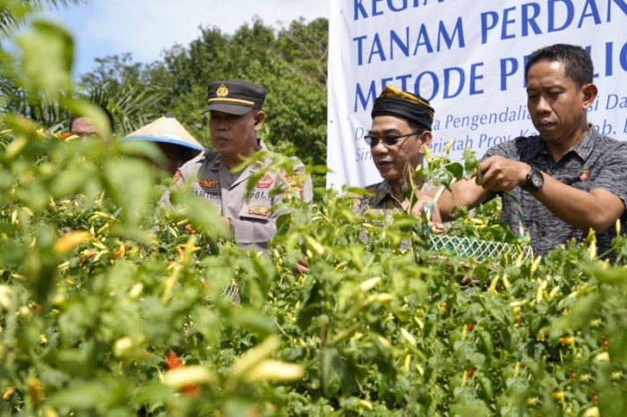 Staf Ahli Bidang Hukum, Kebangsaan, dan Pemerintahan Setprov Kaltara Roby Yuridi Hatman melalukan panen cabai di Desa Salimbatu, Kecamatan. Tanjung Palas Tengah, Kabupaten Bulungan bersama jajaran BI Kaltara, dan instansi lainnya, Kamis (20/6/2024) kemarin. [ANTARA/HO-DKISP Kaltara]
