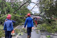 Sebuah pohon besar tiba-tiba tumbang di Jalan Zafri Zam Zam, Banjarmasin Tengah,dan kagetkan  pengguna jalan saat melintas di lokasi, Sabtu (30/6/2024). (SuarIndonesia/Ist)