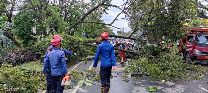 Sebuah pohon besar tiba-tiba tumbang di Jalan Zafri Zam Zam, Banjarmasin Tengah,dan kagetkan  pengguna jalan saat melintas di lokasi, Sabtu (30/6/2024). (SuarIndonesia/Ist)