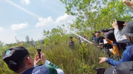 Badan Restorasi Gambut dan Mangrove (BRGM) mengenalkan pengelolaan gambut pada pemuda melalui program Ekspedisi Sobat Muda Menyusuri Gambut dan Tur Media yang dipusatkan di Kabupaten Pulang Pisau, Kalimantan Tengah (Kalteng), Jumat (6/21/2024). [ANTARA/Rendhik Andika]