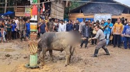 Asisten III Setda Gumas Letus Guntur menombak hewan saat Tabuh Pertama Tiwah massal di Kelurahan Tampang Tumbang Anjir Kecamatan Kurun. [ANTARA/Chandra]