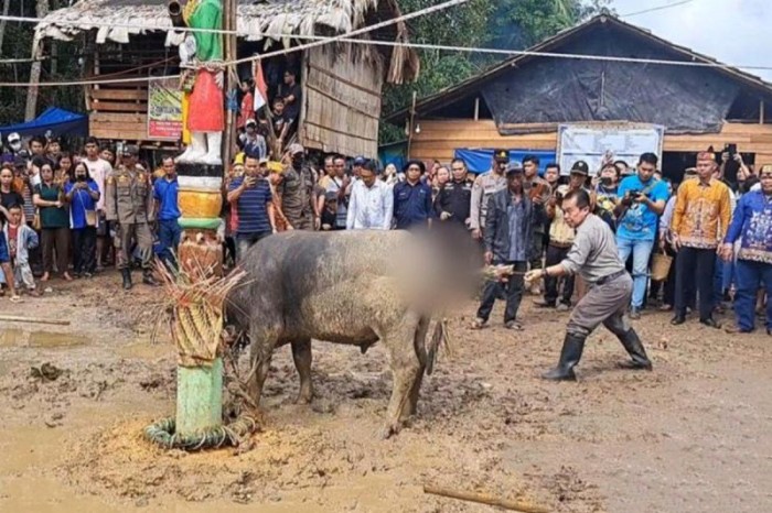 Asisten III Setda Gumas Letus Guntur menombak hewan saat Tabuh Pertama Tiwah massal di Kelurahan Tampang Tumbang Anjir Kecamatan Kurun. [ANTARA/Chandra]