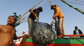 Foto Ilustrasi -- Aktivitas nelayan saat bongkar muat hasil tangkapan ikan laut. Dislutkan Provinsi Kalimantan Tengah menyampaikan, mengacu dari Nilai Tukar Nelayan (NTN) saat ini maka para nelayan di Kalteng telah mencapai tingkat kesejahteraan yang lebih baik. [EPA/Hotli S]
