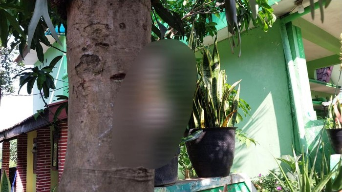 Penampakan bangkai kucing dipaku di pohon. [detikJatim/Bagus Ibrahim]