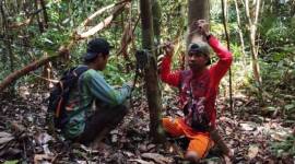 Pemasangan kamera jebak di Kawasan Cagar Alam Gunung Nyiut, Kalimantan Barat. (ANTARA/BKSDA Kalbar)