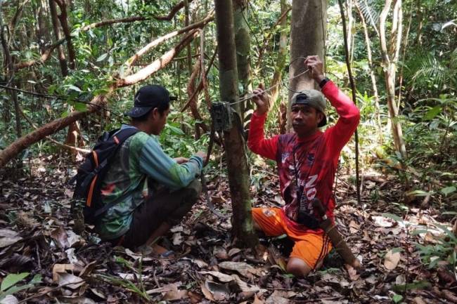 Pemasangan kamera jebak di Kawasan Cagar Alam Gunung Nyiut, Kalimantan Barat. (ANTARA/BKSDA Kalbar)